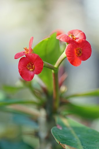 花キリン