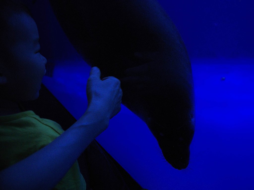 アザラシと子ども