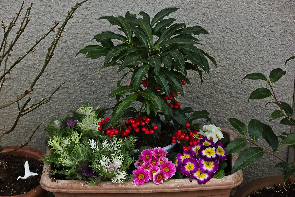 マンリョウ寄せ植え
