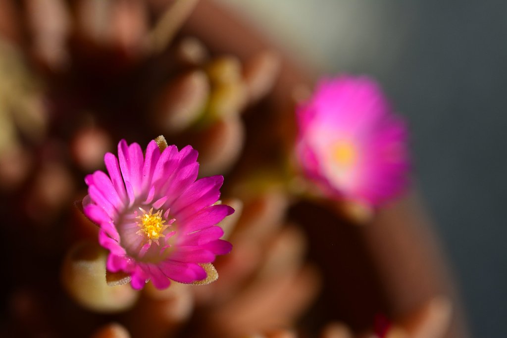メセンの小花