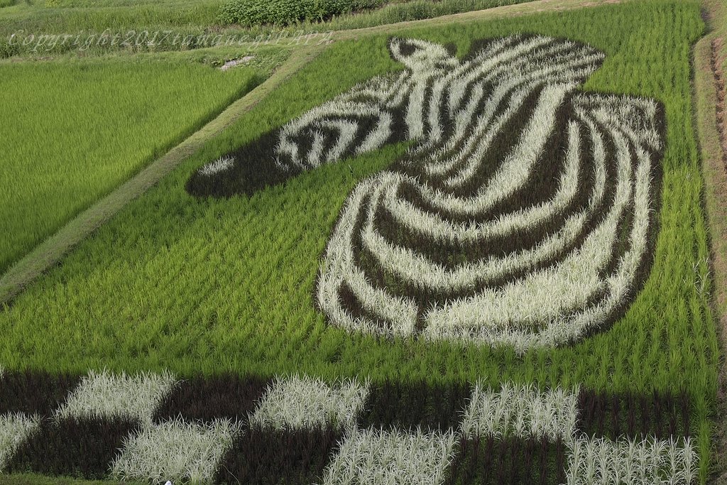 シマウマ