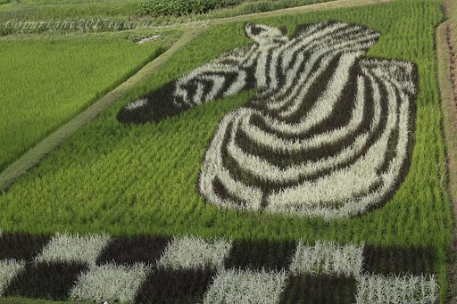 シマウマ