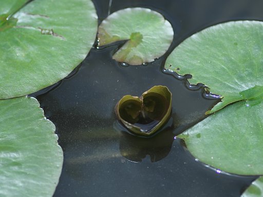 ♡