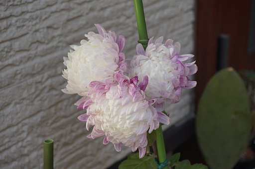 菊