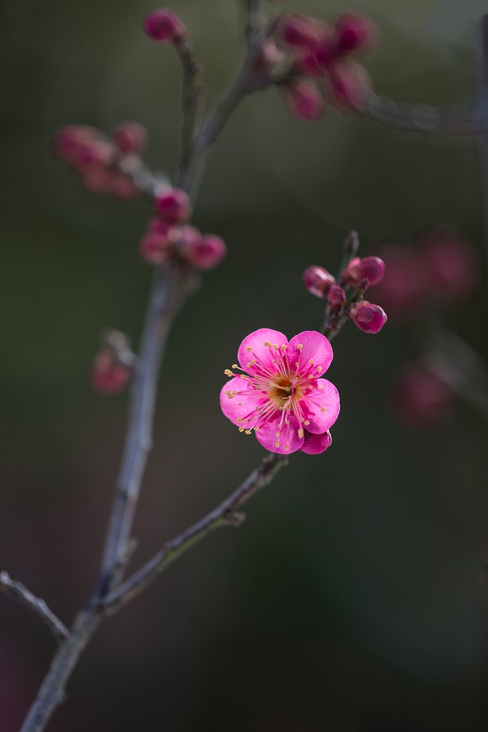 紅梅一輪
