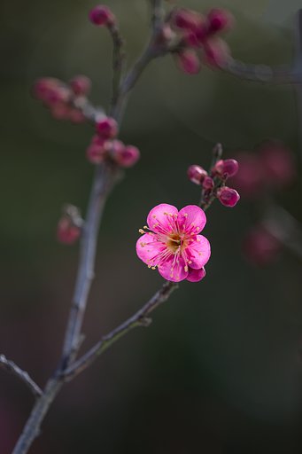 紅梅一輪