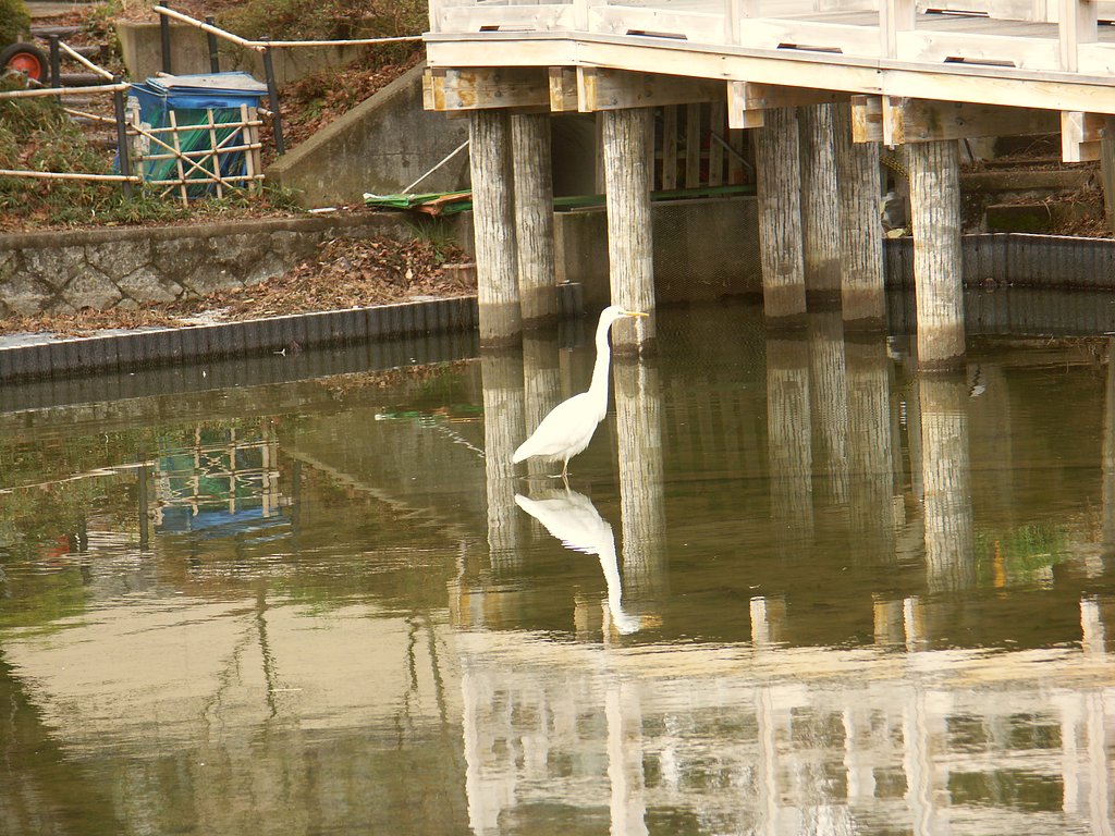 シラサギ