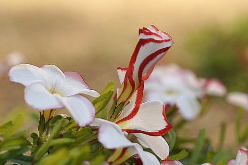 1月29日の写真
