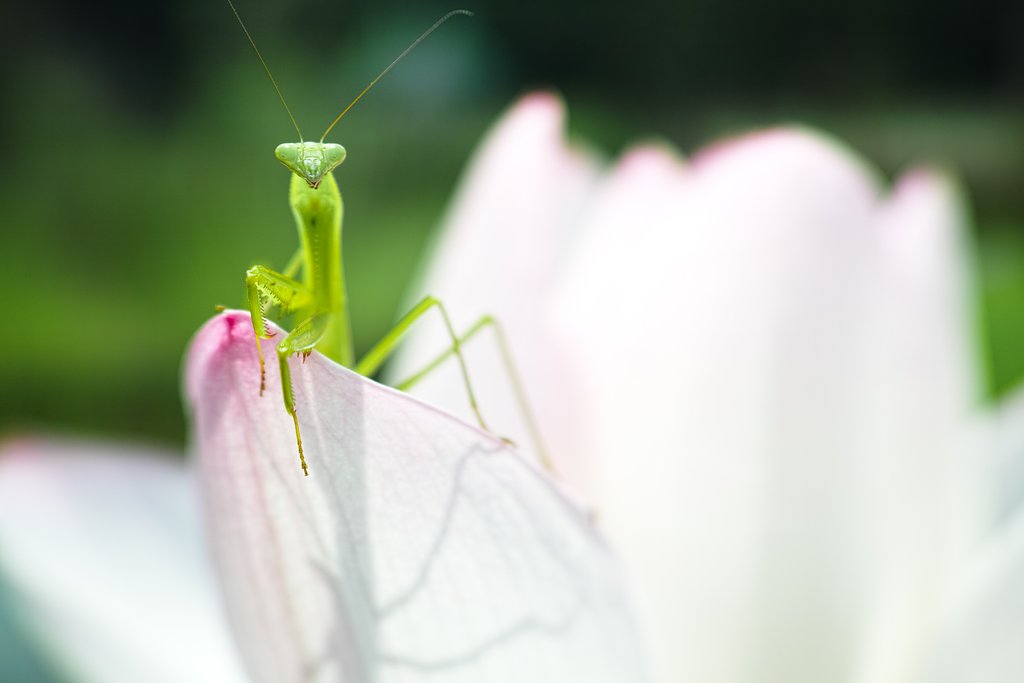 カマキラス