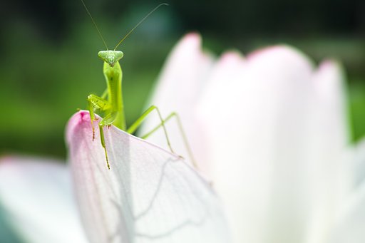 カマキラス