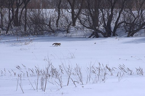 まだ雪の中