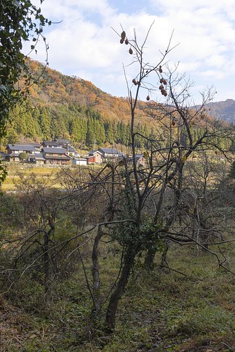 柿食う稽古