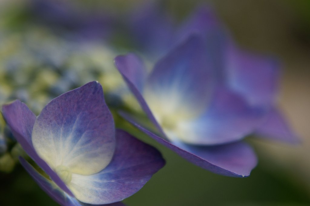 紫陽花