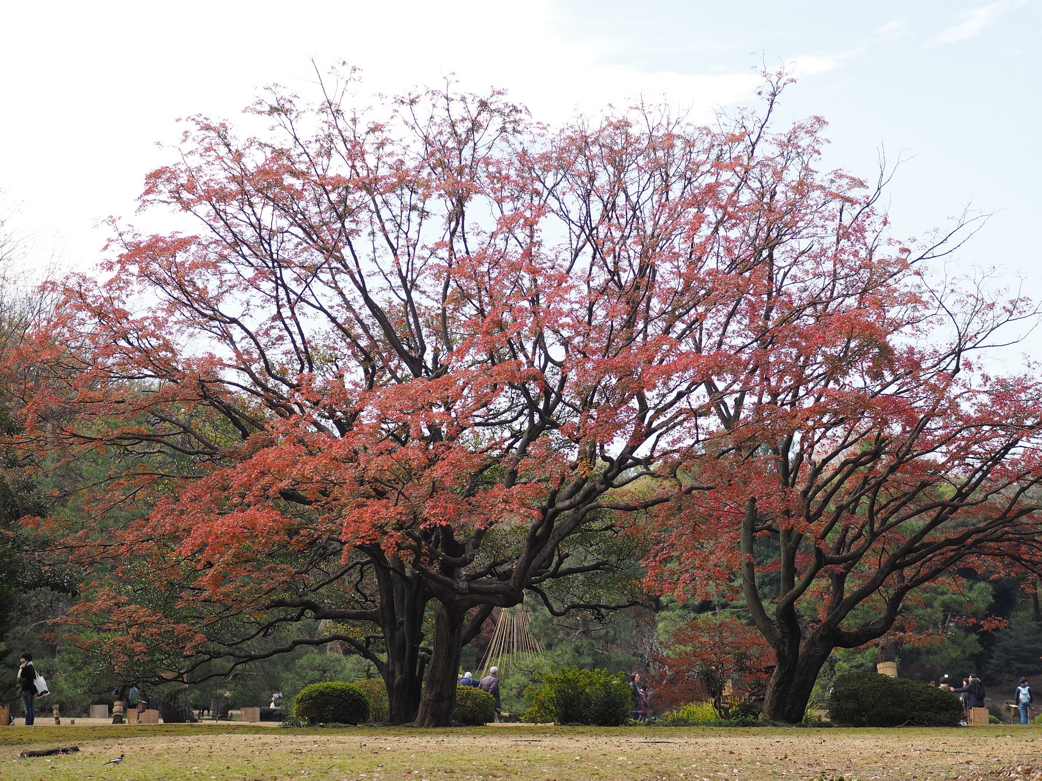 六義園(正門そば)