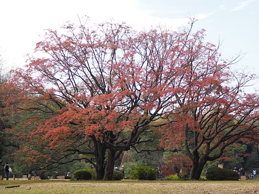六義園(正門そば)