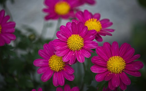 ピンクの菊