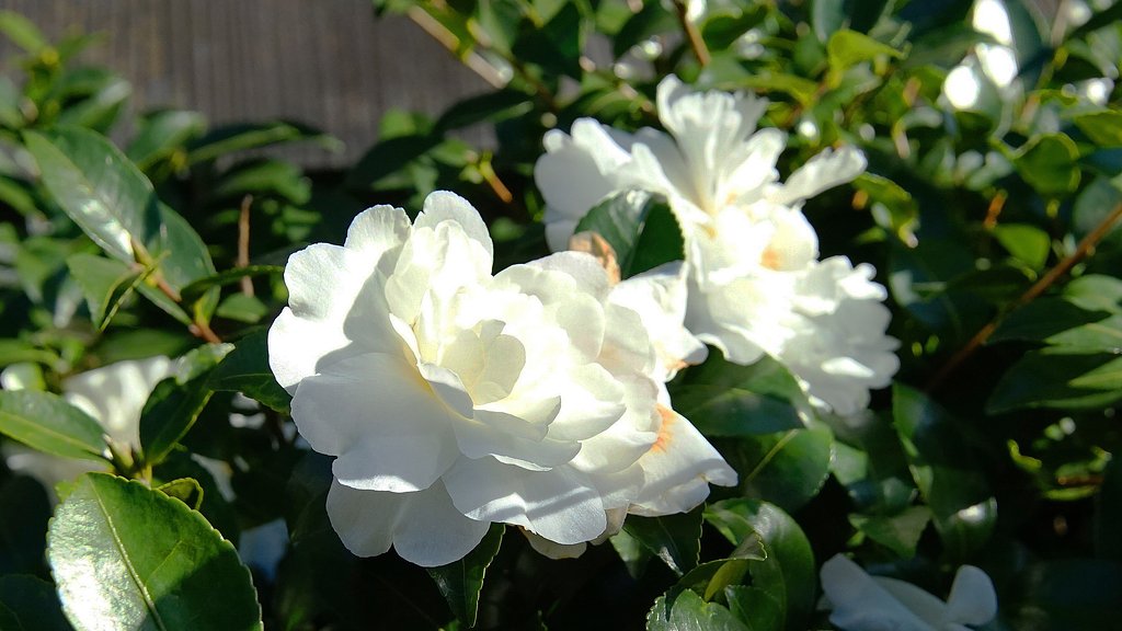白い山茶花