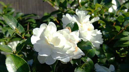 白い山茶花