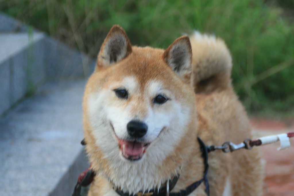 老犬アーちゃん