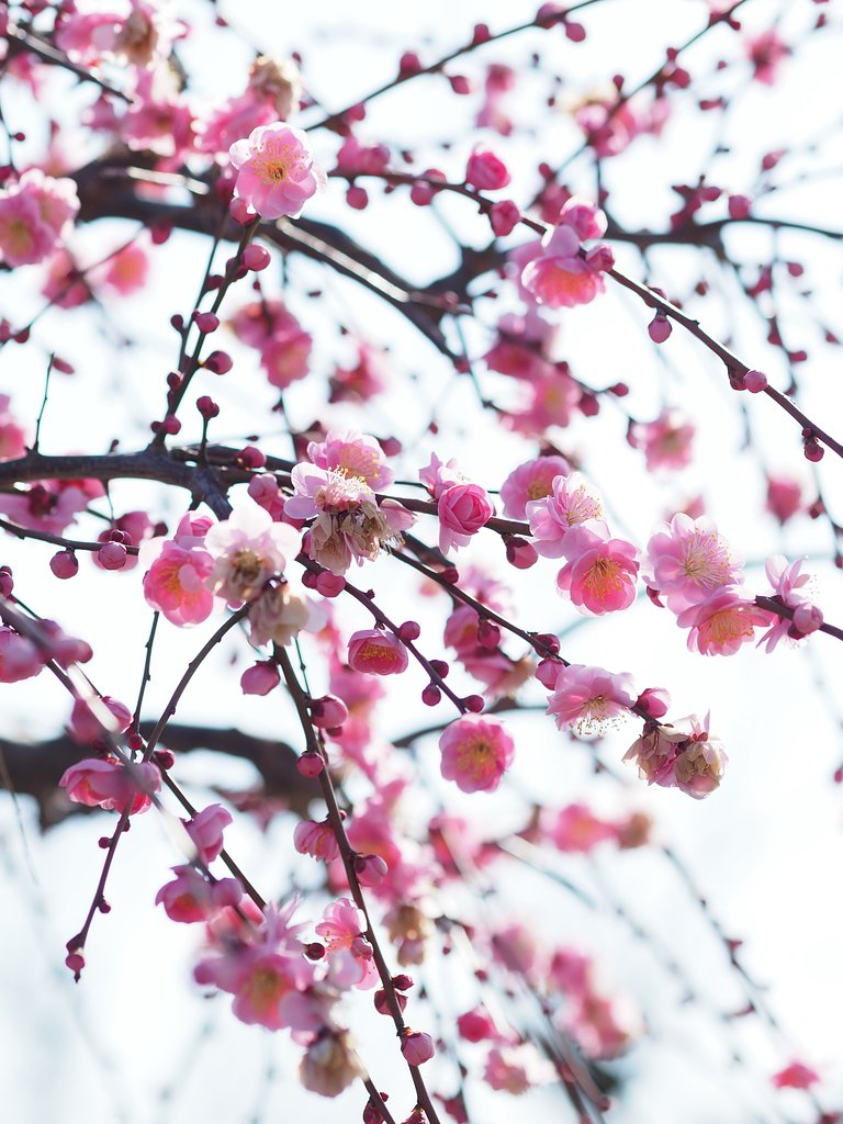 紅梅、枝垂れて
