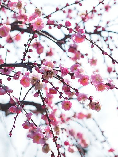 紅梅、枝垂れて