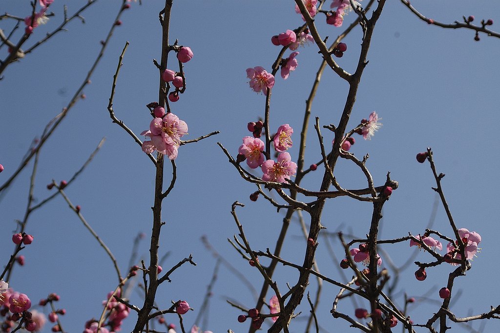 梅