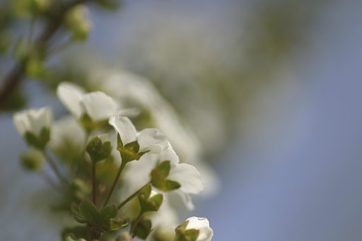 連花