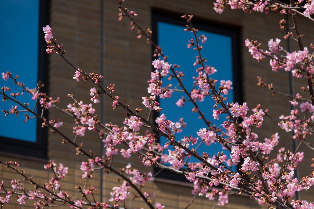 彼岸桜