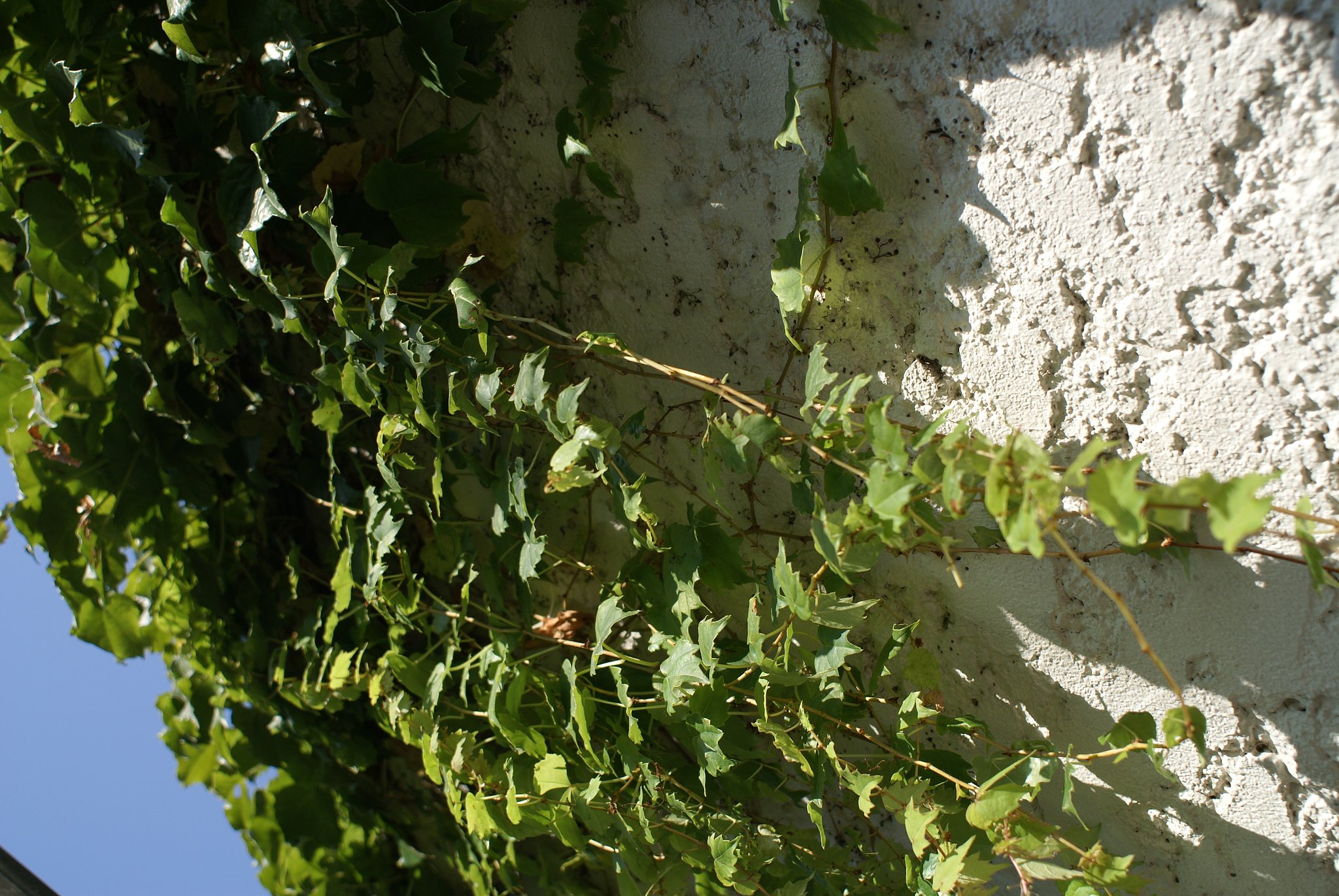 AF24mm F2.8