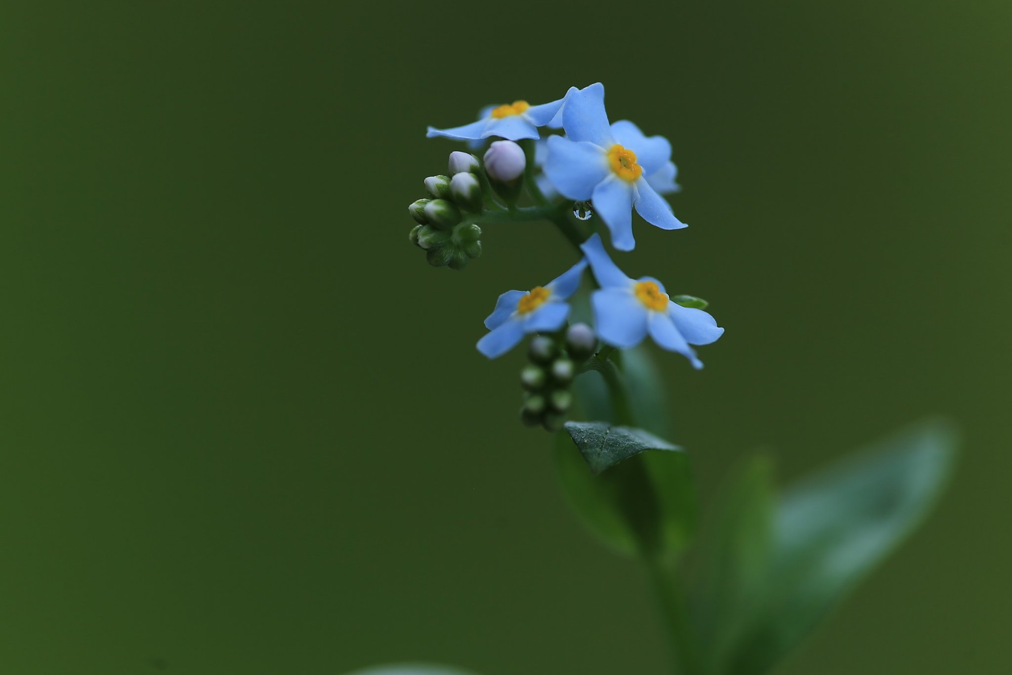岩手にて（その１）Forget-me-not