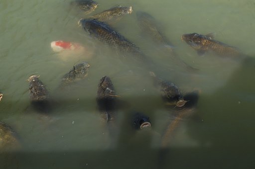池の鯉たち