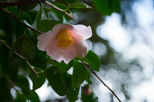 椿は寒さに弱かった？