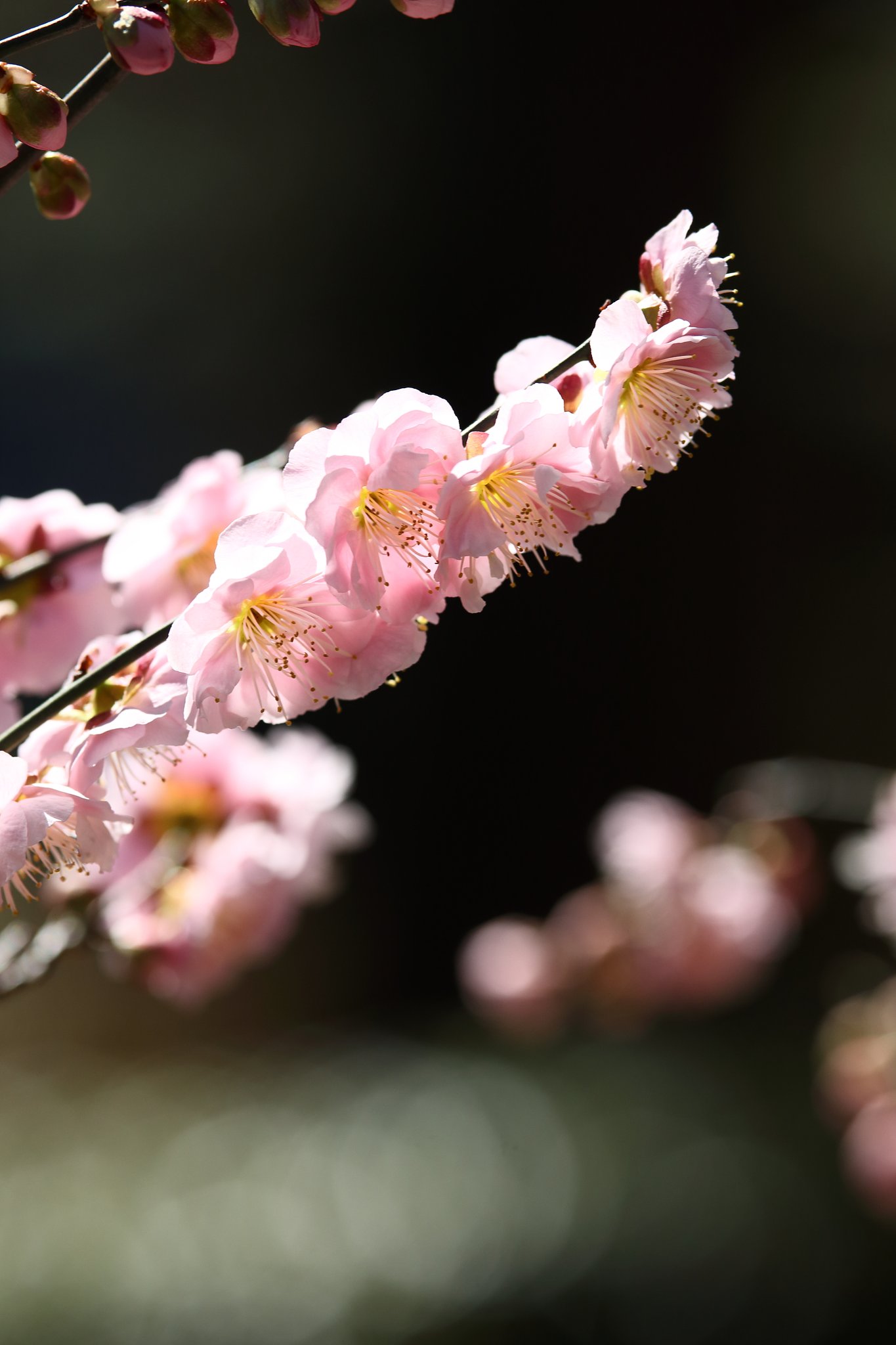 ますます梅咲き誇る縮景園