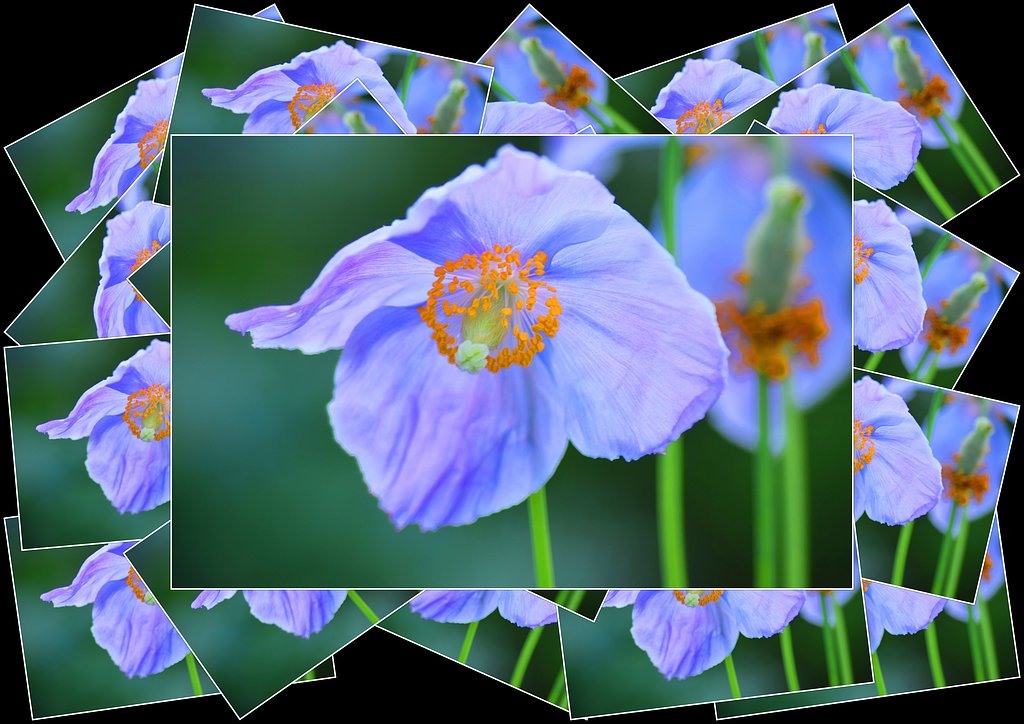 秘境の花