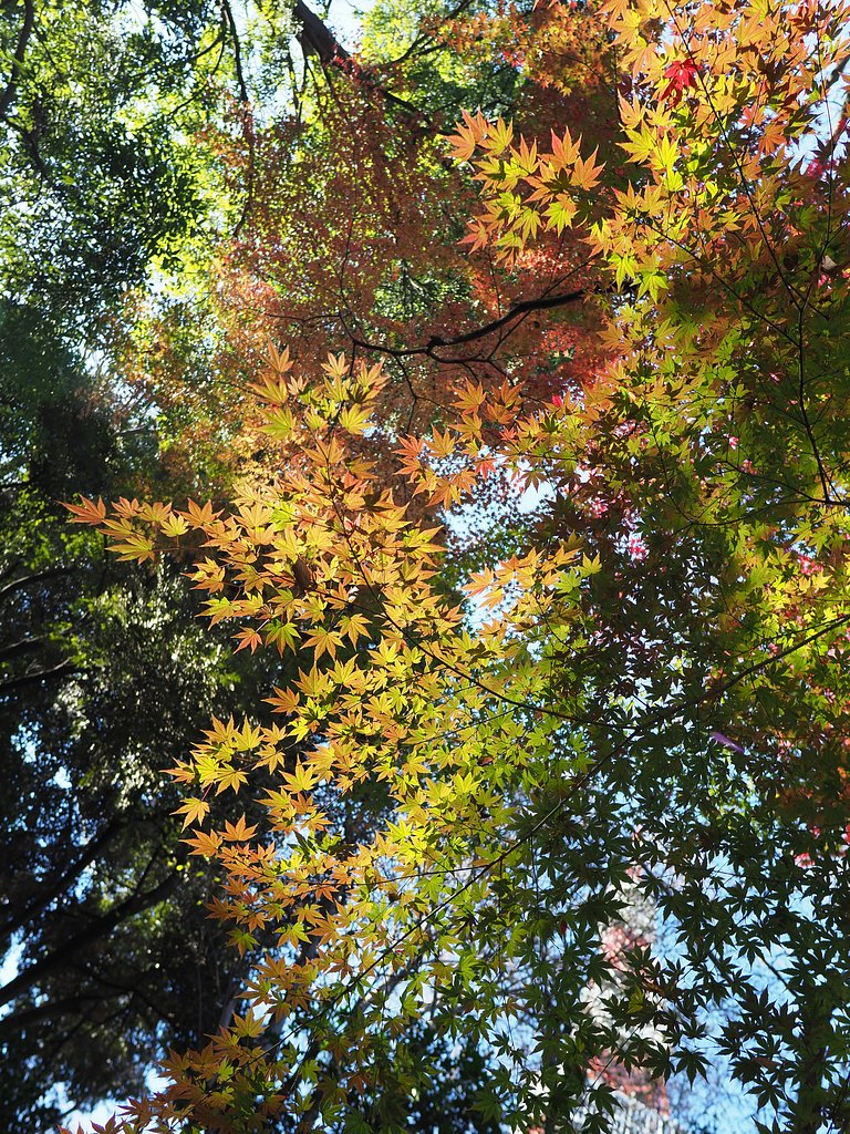 東京タワーと紅葉と