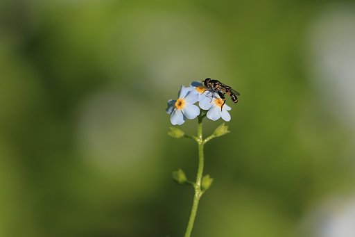 ワスレナグサに来たハラナガハナアブ