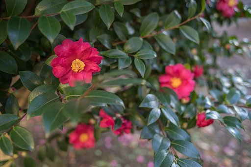 冬の花