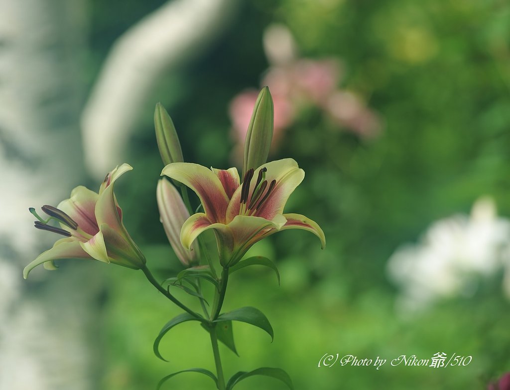 高原の華