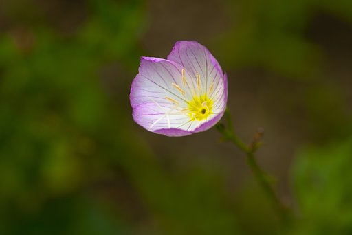 庭先の花