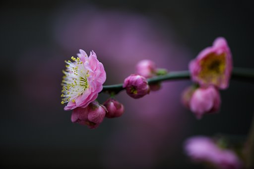 枝垂れ梅
