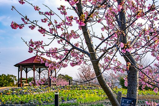 河津桜