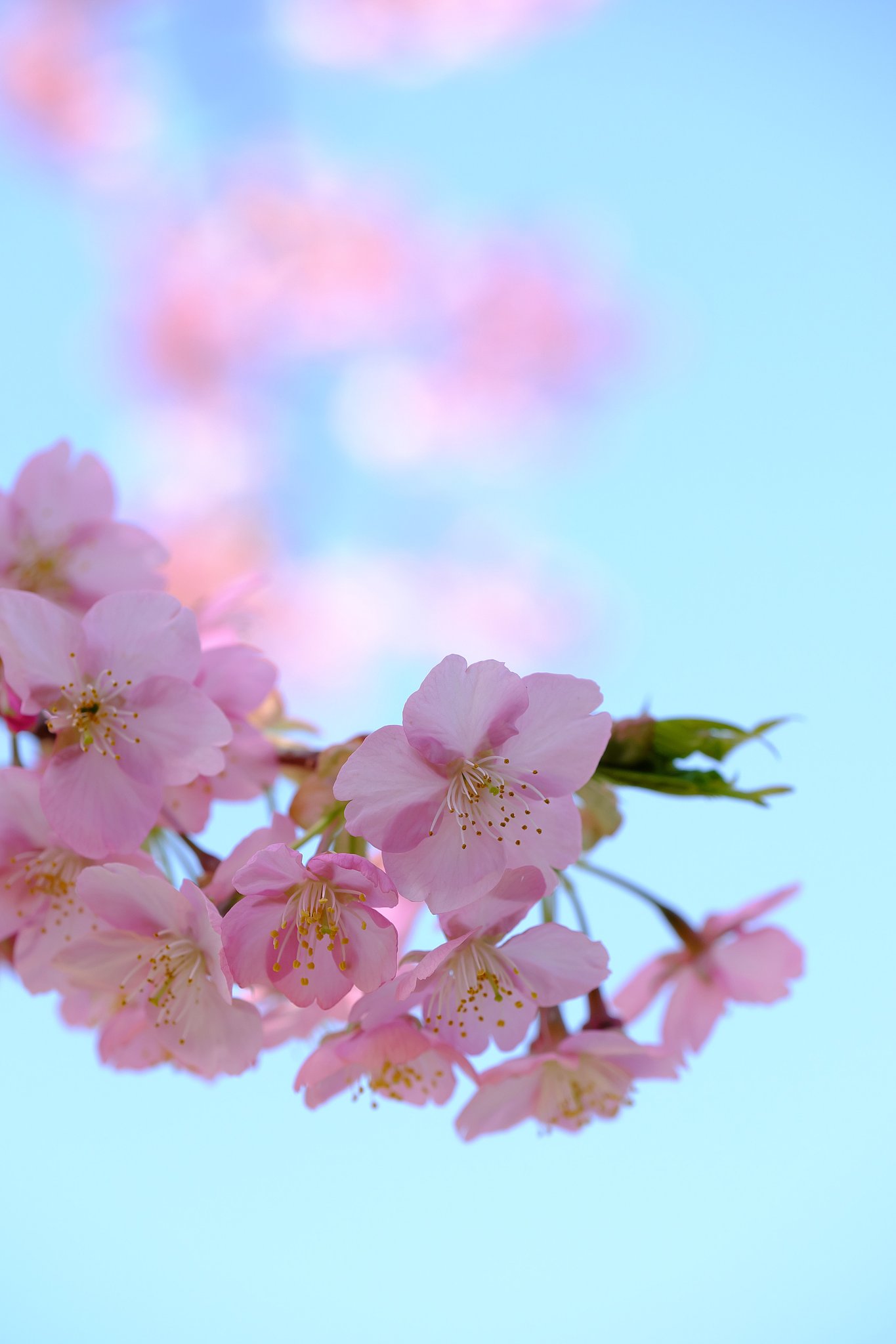 河津桜