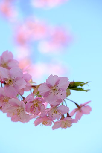 河津桜