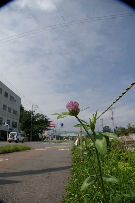 またもや新レンズ購入という暴挙に・・・そんな訳無いか　＃１