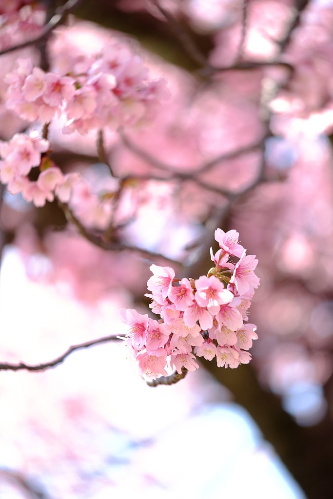 寒桜