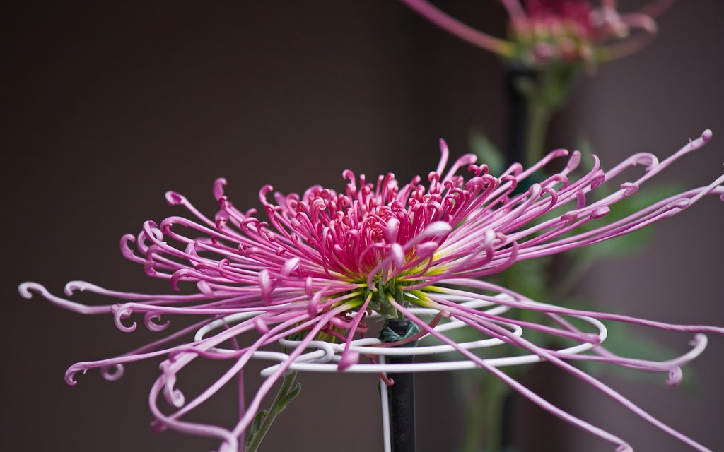 寒菊？大輪の糸菊