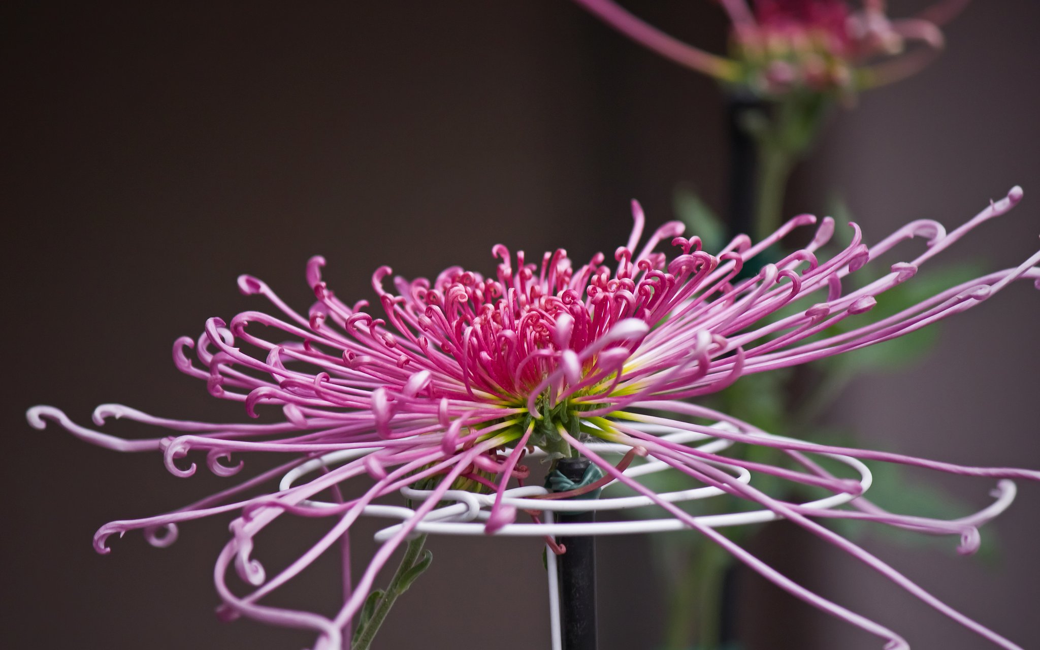 寒菊？大輪の糸菊
