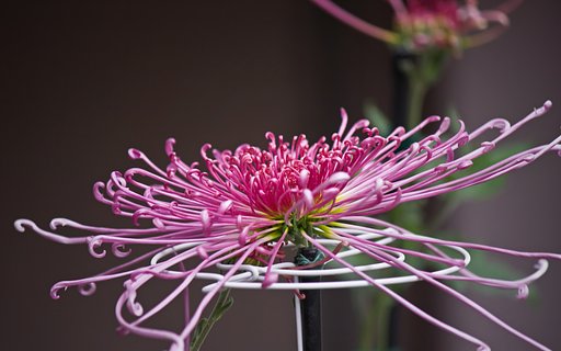 寒菊？大輪の糸菊