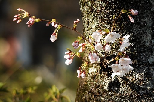桜はチラホラ咲き