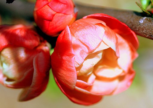 木瓜の花UP